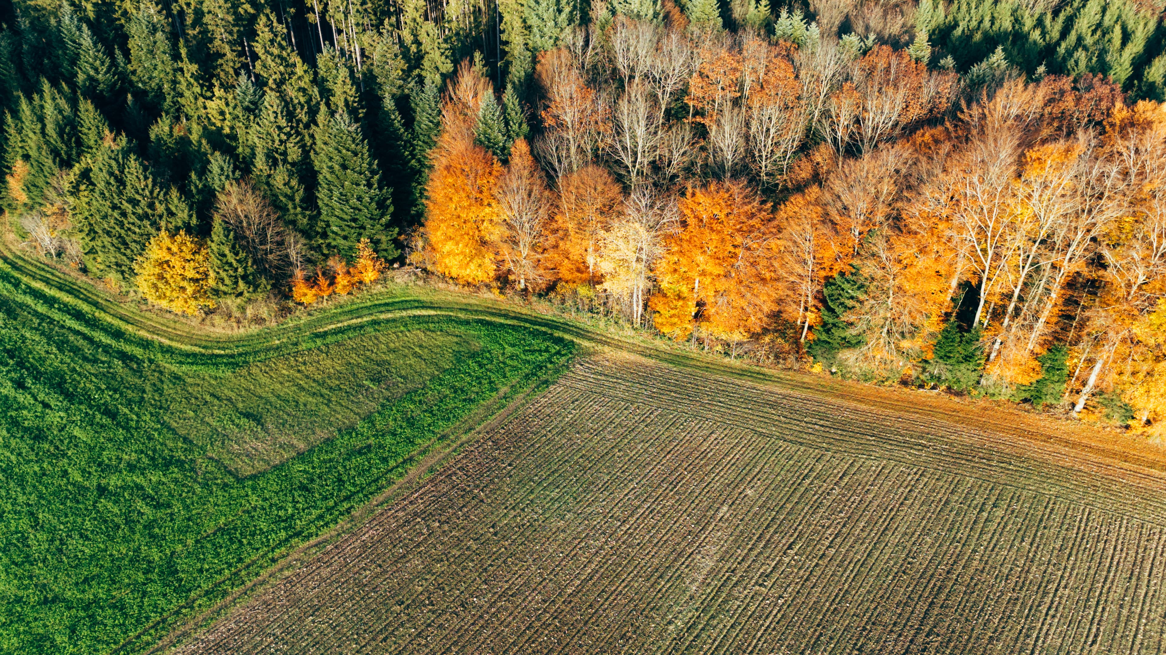 aerial-farmland-field-golden-autumn-forest-edge-la-2026-09-25-00-23-25-utc