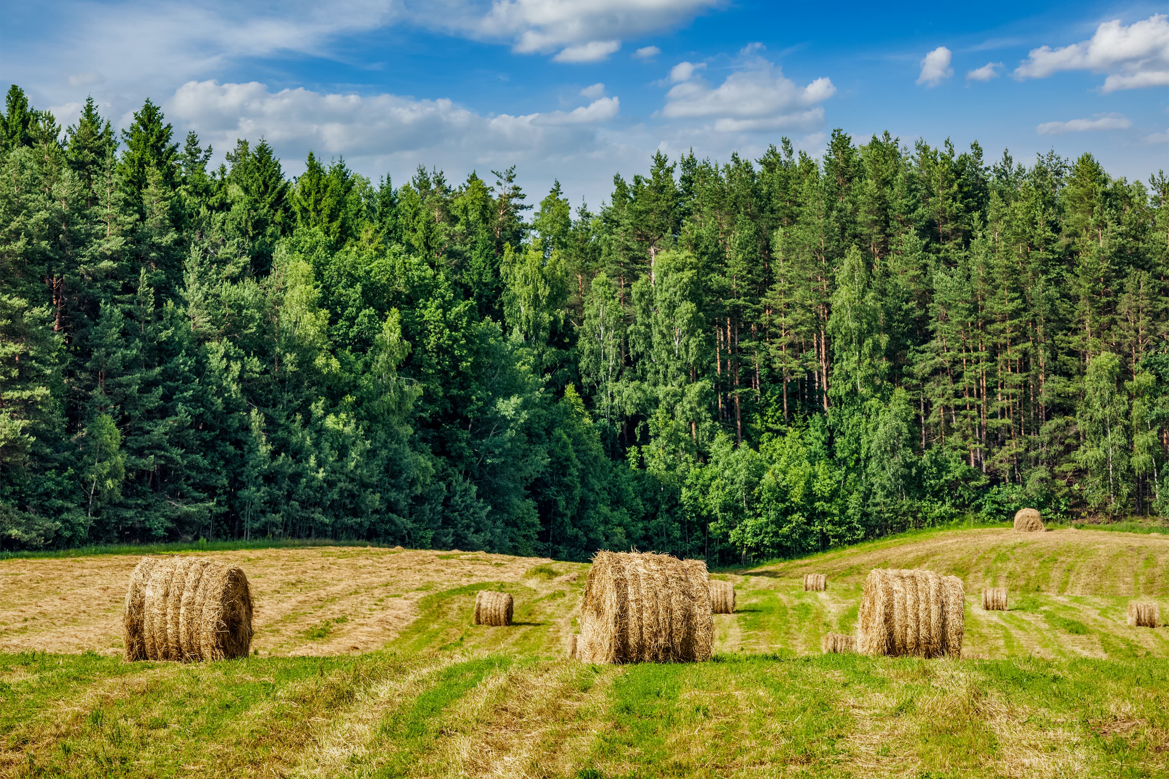 hay-bales-in-a-field-next-to-forest-2026-09-22-16-16-08-utc