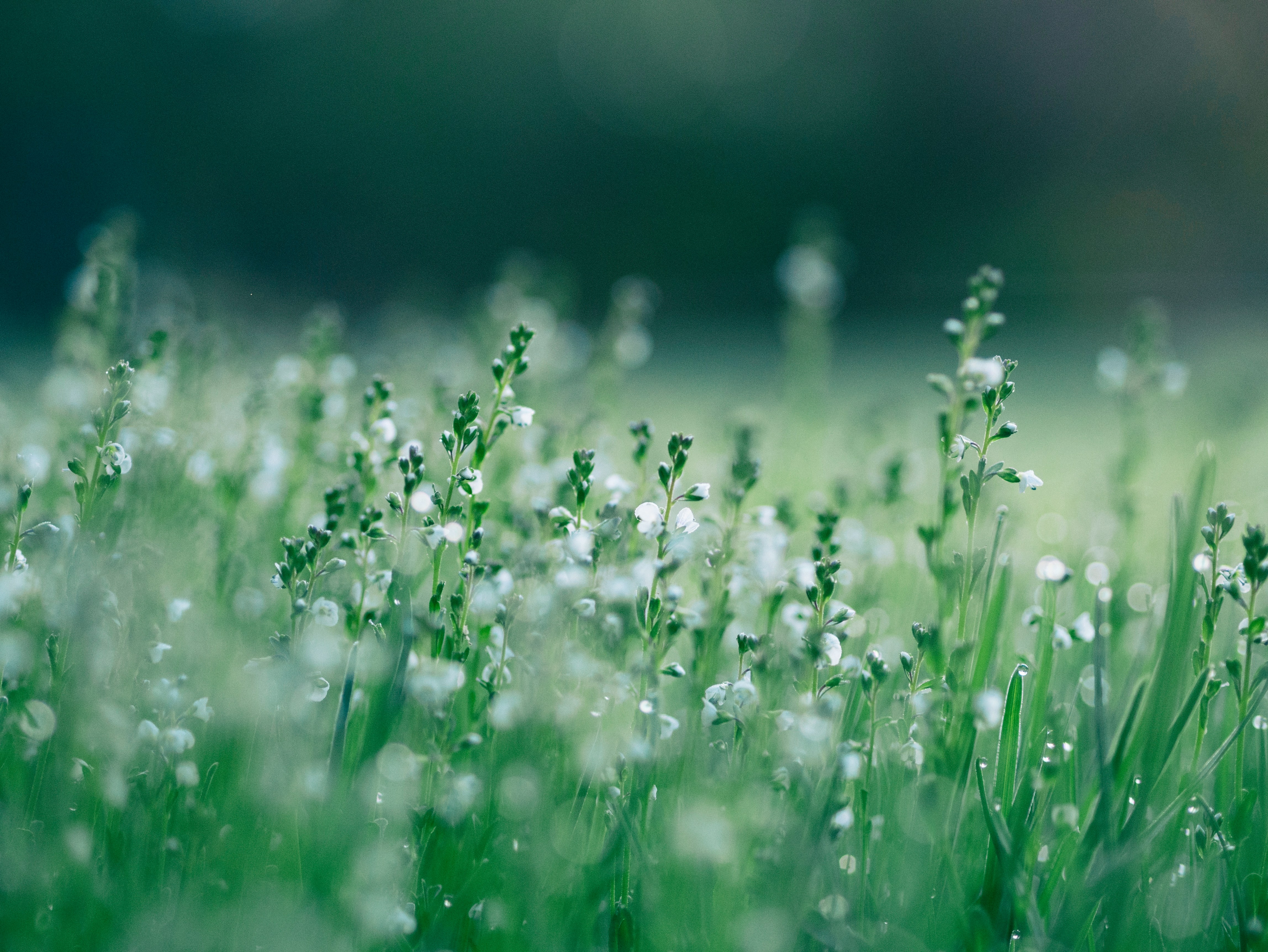 Sustainability Background